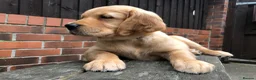 Golden Retriever dogs for sale: KC Reg Dark Red Golden Retriever-100% DNA Tested - Advert 15