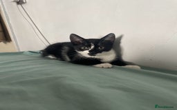 Bombay cats for sale: Kittens Looking for their new home - Image 7