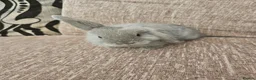 Mini Lop rabbits for sale: Mini Lops for Sale - Advert 3