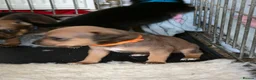 Mixed Breed dogs for sale: Rottweiler x lurcher  - Advert 4