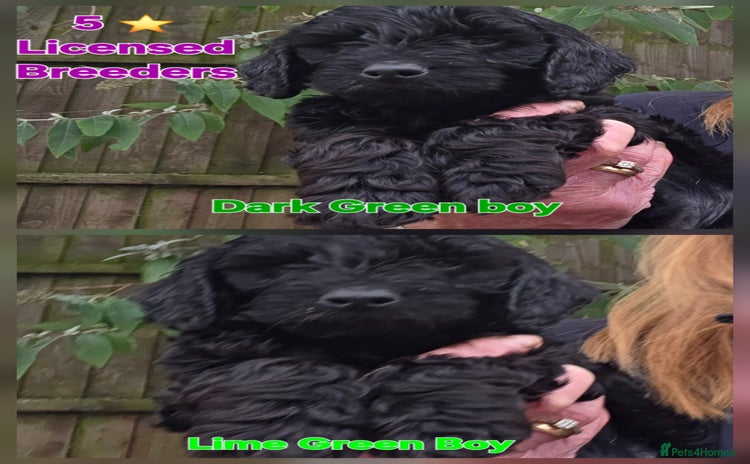Cockapoo dogs - Advert 3