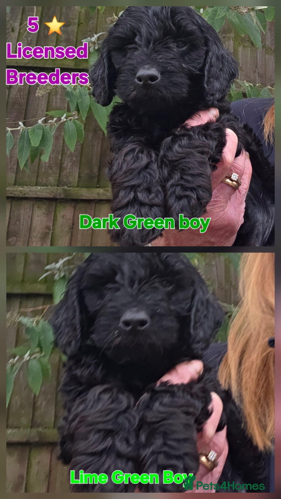 Cockapoo dogs for sale: Gorgeous Cockerpoo Puppies  - Image 1