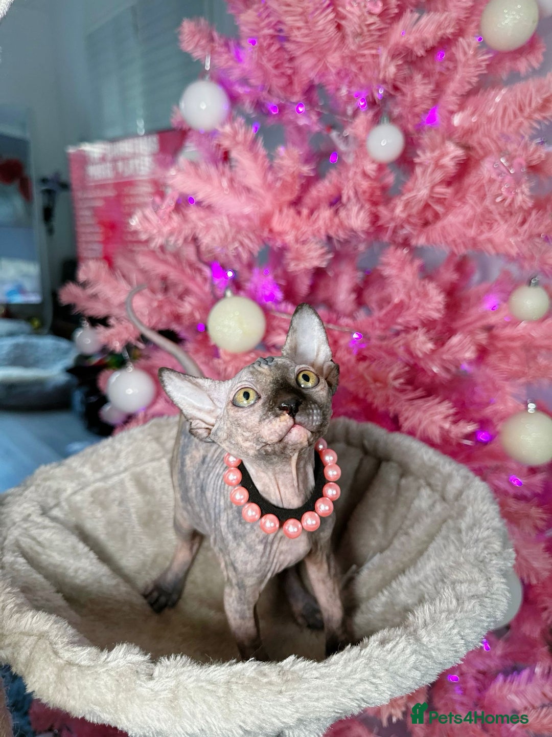 Sphynx cats for sale: 🌟 Stunning Sphynx & Elf Kittens  - Advert 14