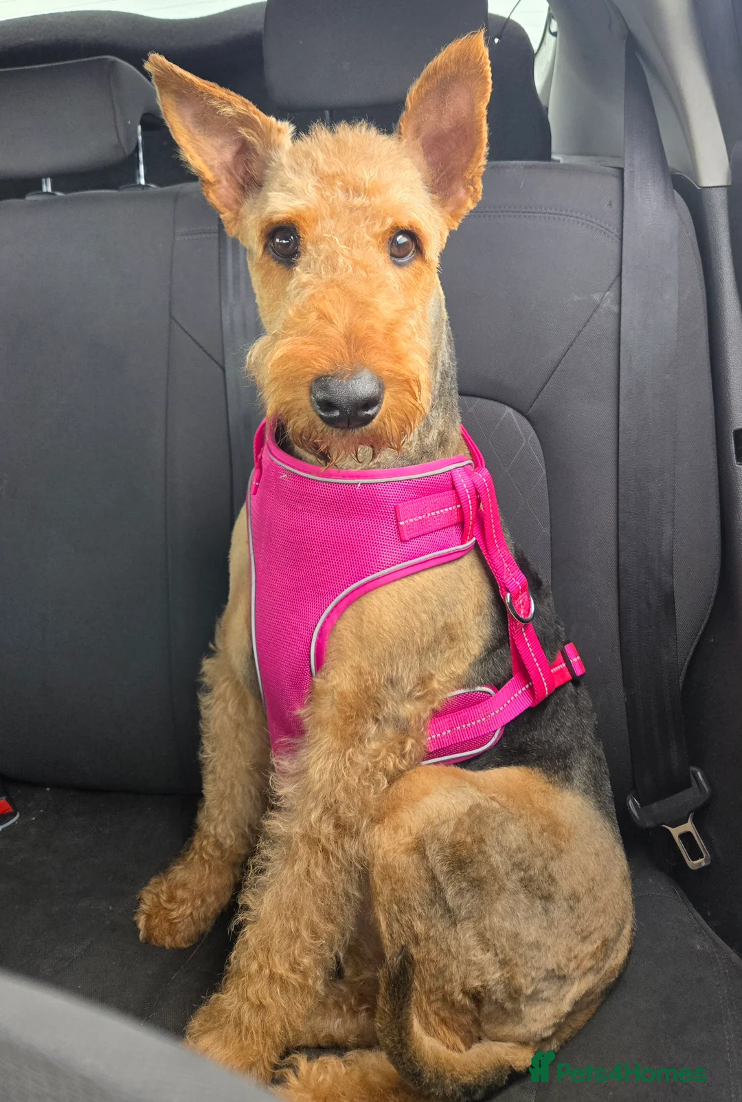 Airedale Terrier dogs for sale: Doris the Airdale - Advert 1