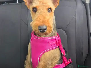 Airedale Terrier dogs Doris the Airdale - Advert 1