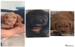 Cocker Spaniel dogs for sale: Working cocker spaniels READY NOW - Image 1