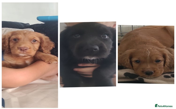 Cocker Spaniel dogs - Advert 13