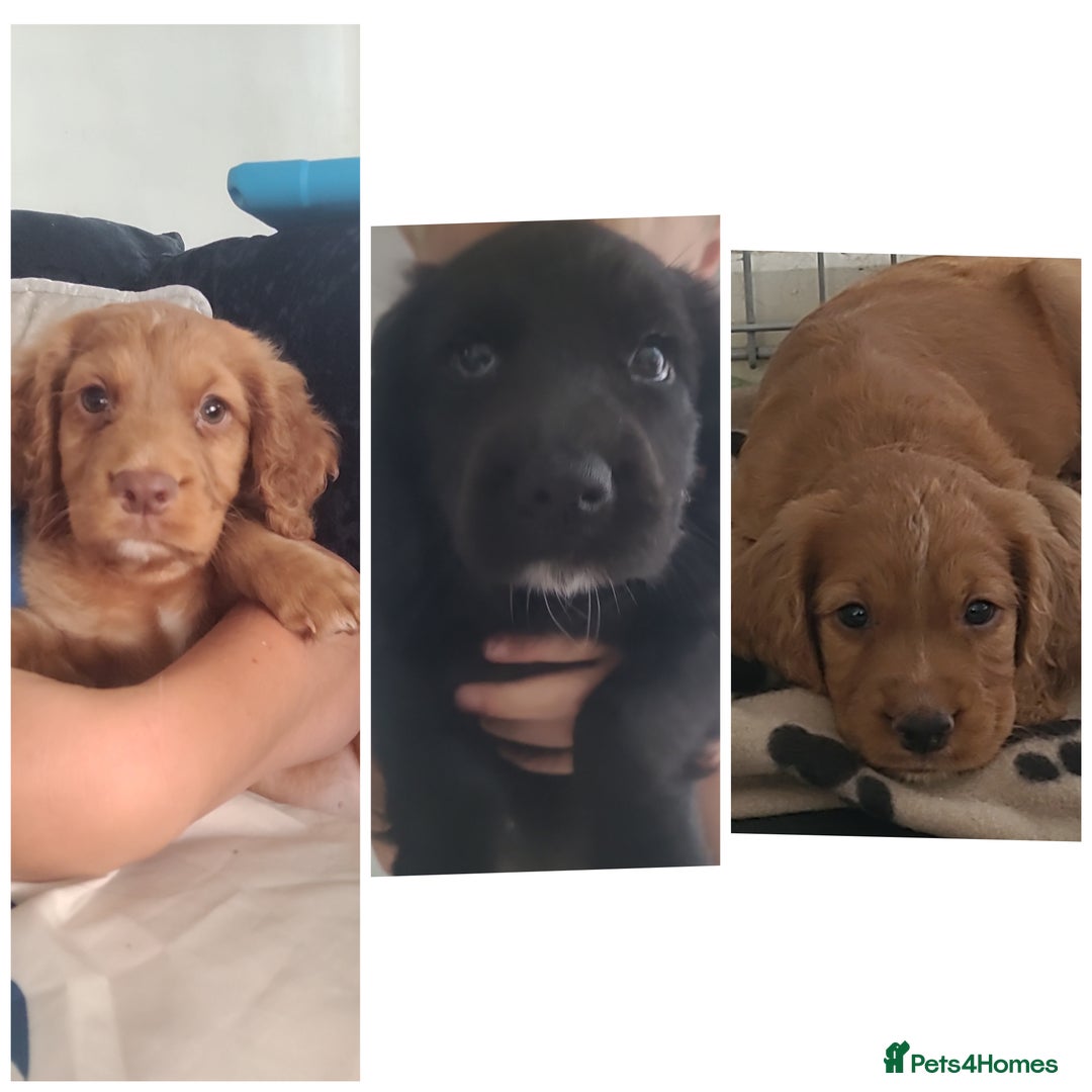 Cocker Spaniel dogs for sale: Working cocker spaniels READY NOW - Image 1