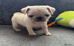 Pug dogs for sale: Beautiful Pug Puppies Male 10weeks old - Image 19