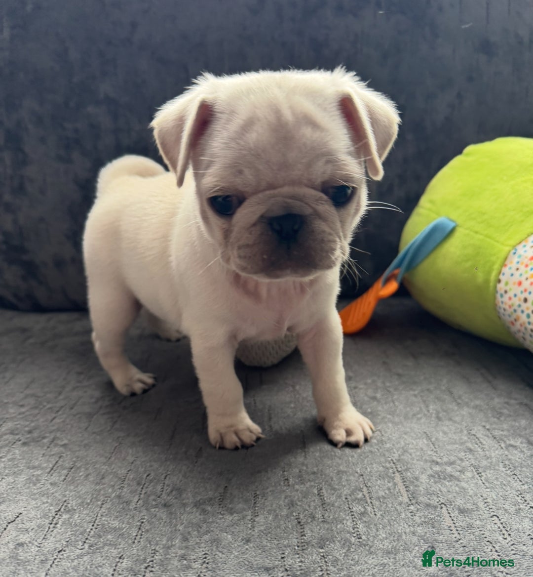 Pug dogs for sale: Beautiful Pug Puppies Male 10weeks old - Image 19