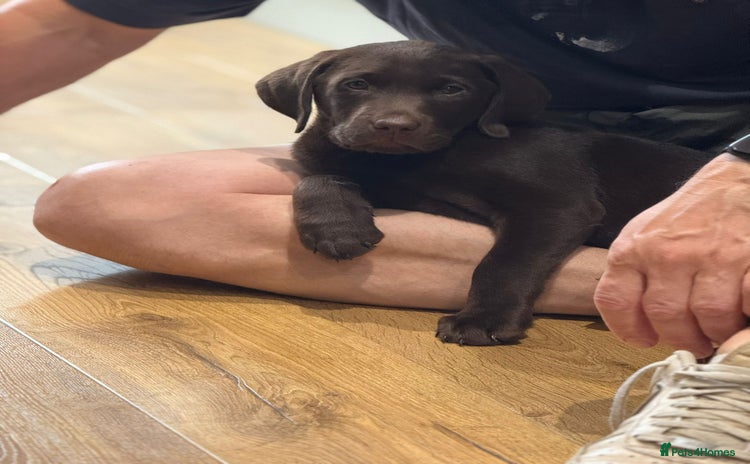 Labrador Retriever dogs - Advert 2