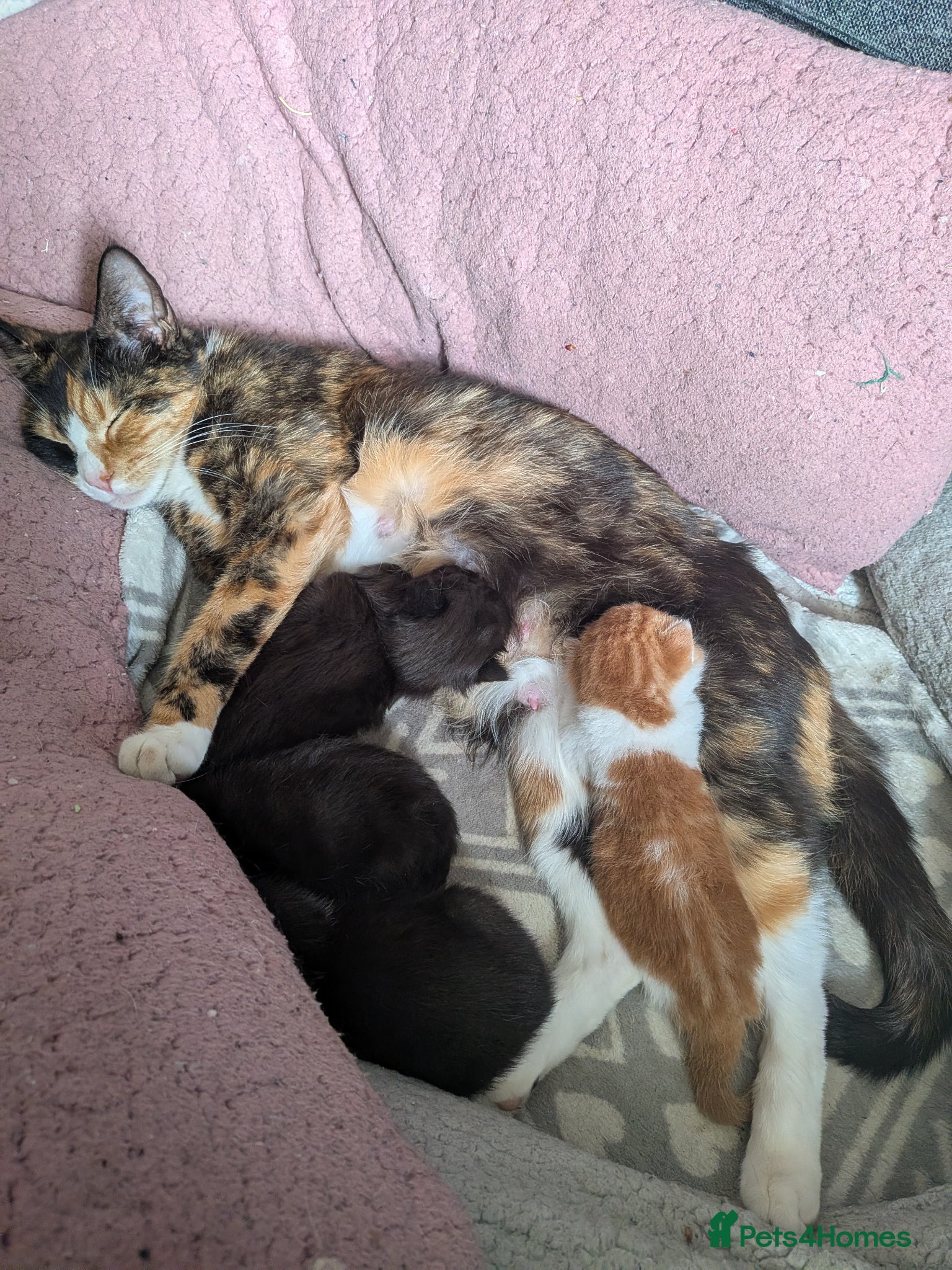 Mixed Breed cats 4 beautiful kittens up for adoption - Advert 4
