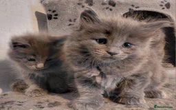 Maine Coon cats for sale: Stunnig Maine coon kittens  - Image 4