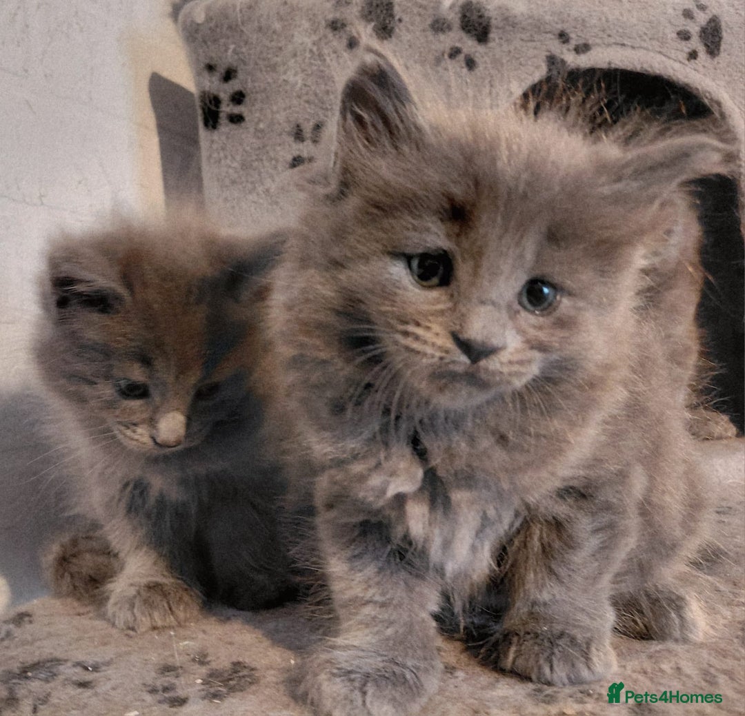 Maine Coon cats for sale: Stunnig Maine coon kittens  - Image 4