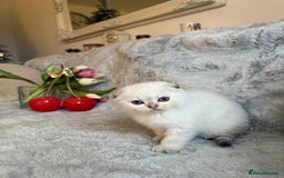 Scottish Fold cats for sale: *LUXURY SCOTTISH FOLD & 1 STRAIGHT KITTENS* - Advert 19