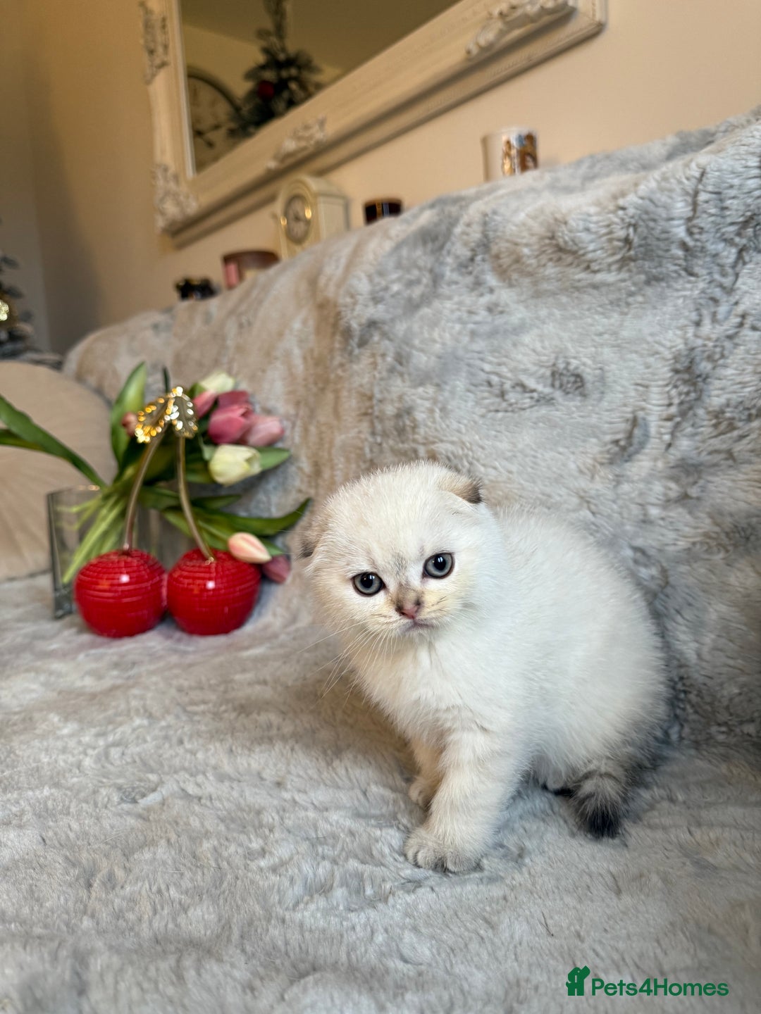 Scottish Fold cats for sale: *LUXURY SCOTTISH FOLD & 1 STRAIGHT KITTENS* - Advert 19