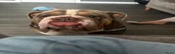 English Bulldog dogs for stud: Dahmer for stud - Advert 4