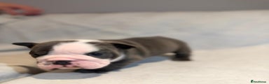 English Bulldog Puppy 1