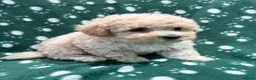 Poochon dogs for sale: Cute litter of puppies  - Advert 4