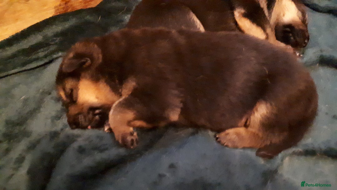 German Shepherd dogs for sale: German shepherd pupies - Image 3