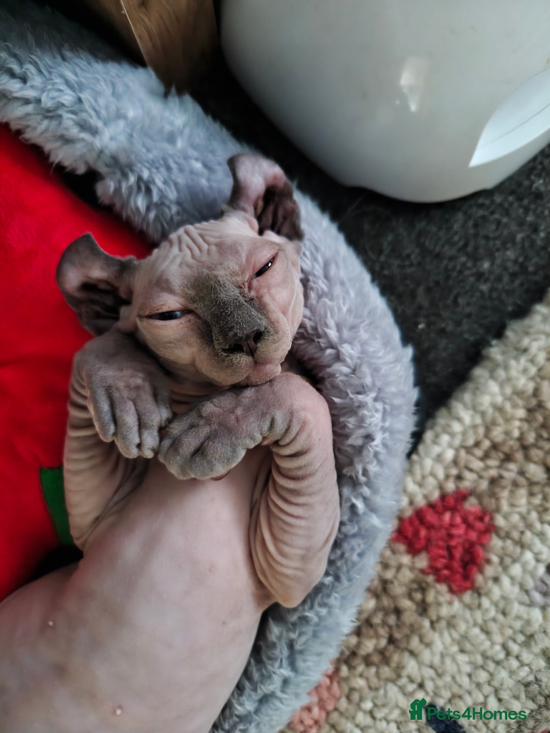 Sphynx cats for sale: Elf Sphynx Girl  - Image 6