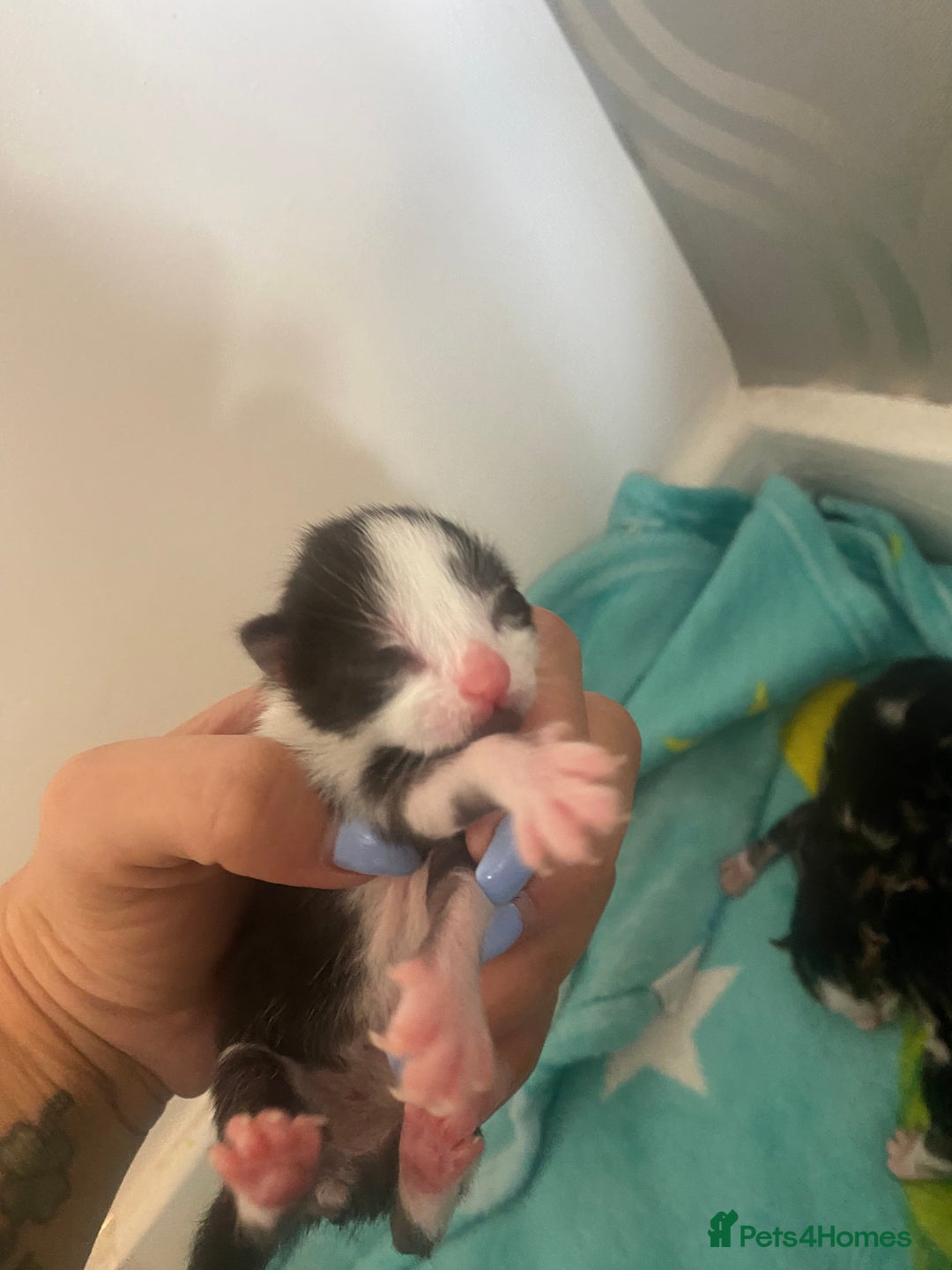 Mixed Breed cats for sale: Kittens  - Image 2