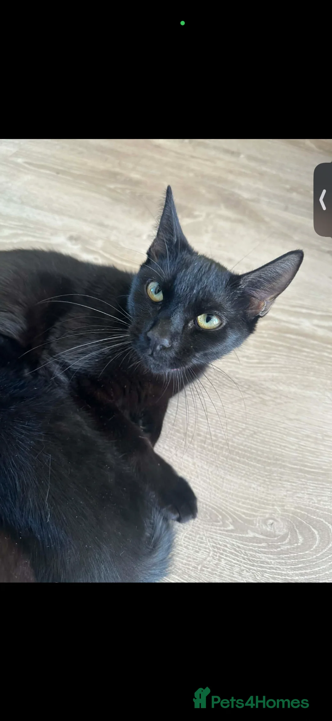 British Shorthair cats for sale: Female Kitten for sale  - Advert 1