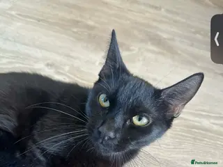 British Shorthair cats Female Kitten for sale - Advert 5