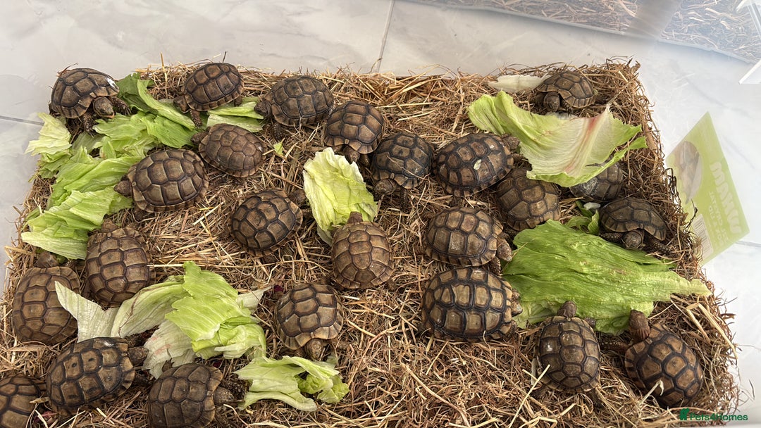 Tortoise reptiles for sale: Tortoise - Advert 6