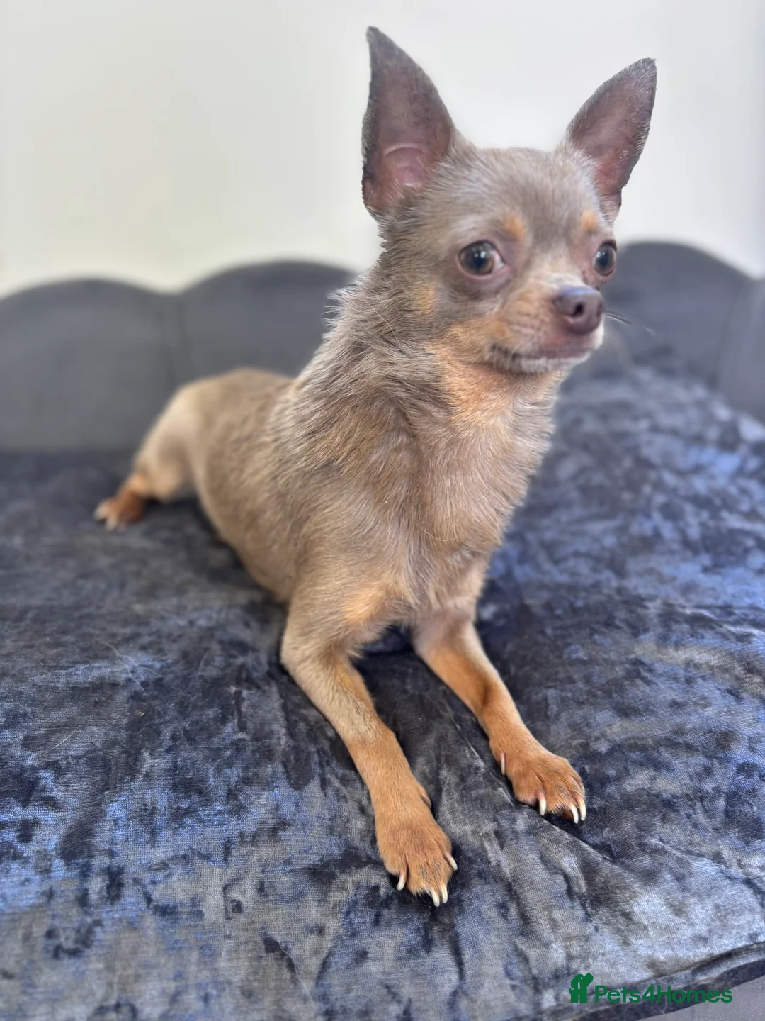 Chihuahua dogs for stud: KC Reg lilac Stunning Stud Boy in Bury Saint Edmunds - Advert 10