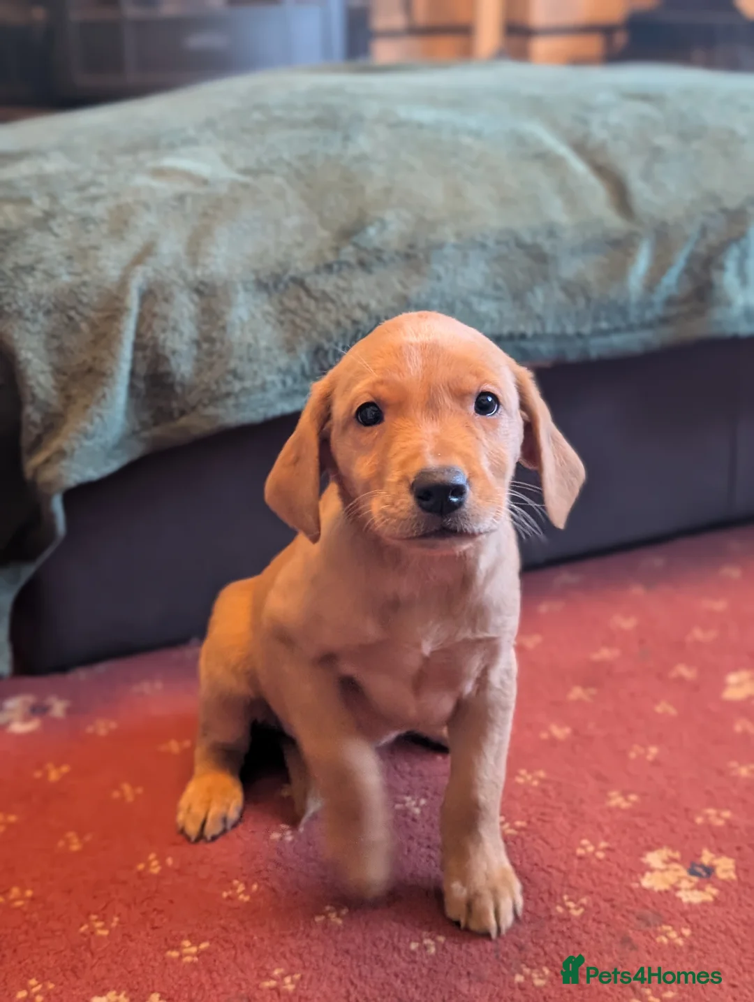 Labrador Retriever dogs for sale: Working bred yellow lab pups - Advert 4