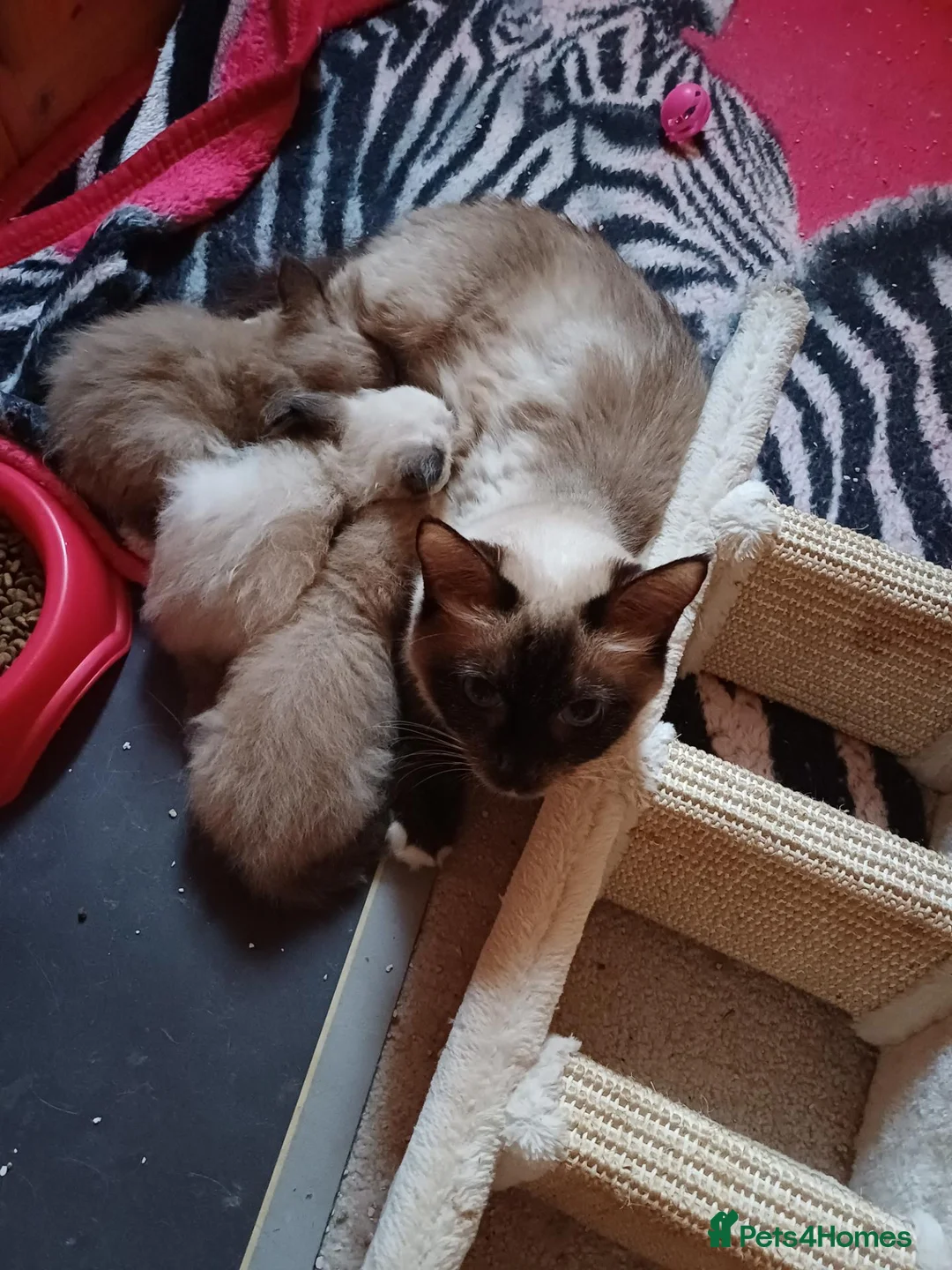 Ragdoll cats for sale: Pure Ragdoll Kittens in Redruth - Advert 1