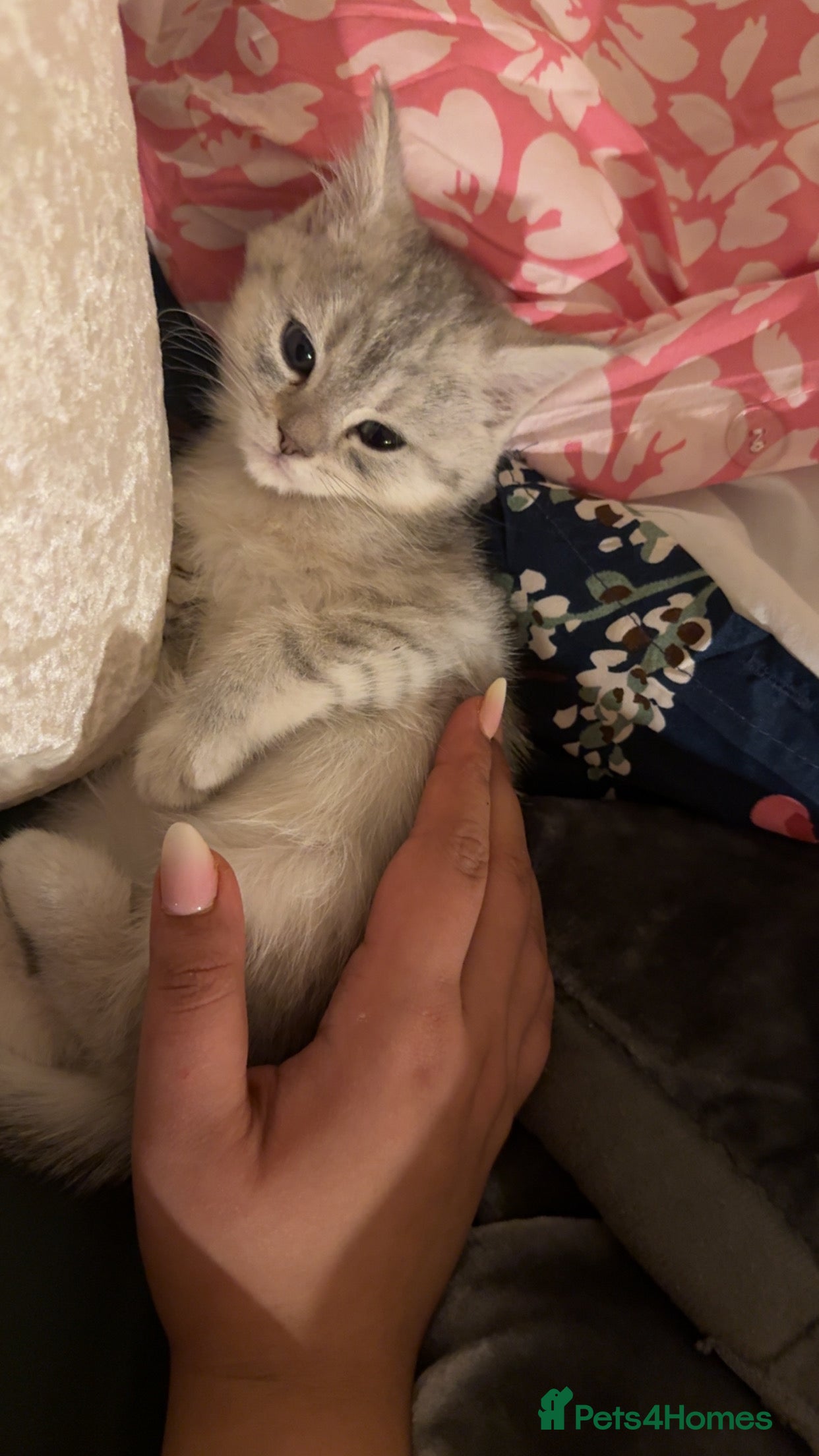 Persian cats Persian kitten for sale !! Loves cuddles  - Advert 16