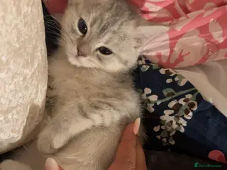 Persian cats Persian kitten for sale !! Loves cuddles - Advert 2