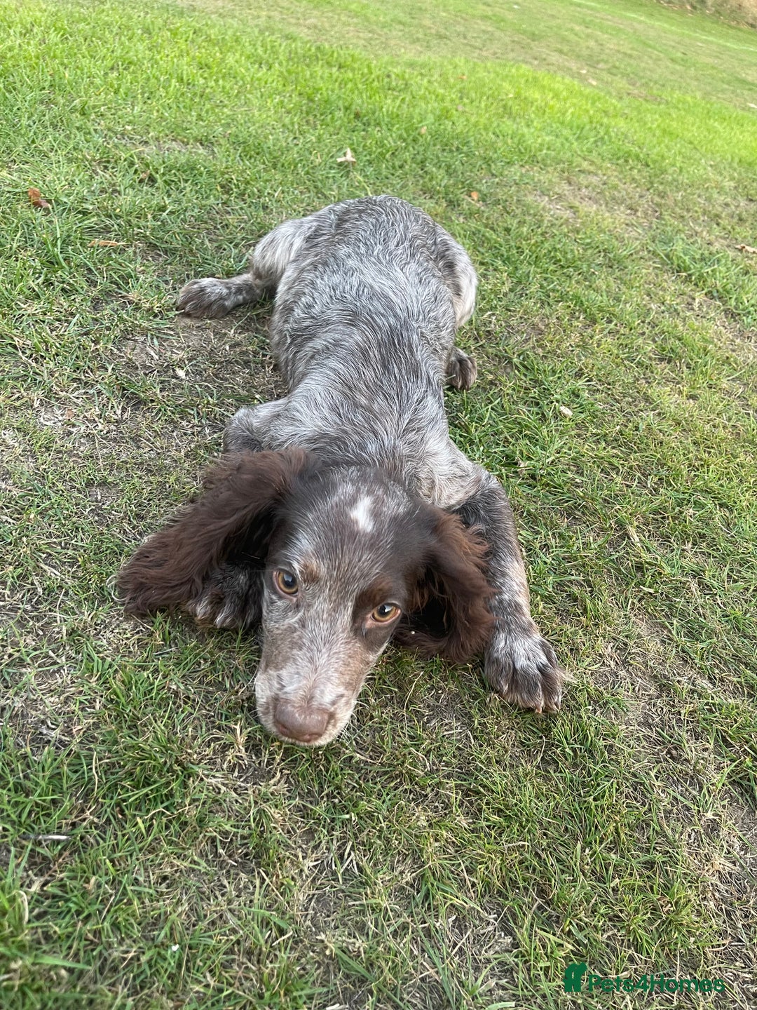 Cocker Spaniel dogs for sale: Beautiful cocka spaniel for sale 😍 - Image 2