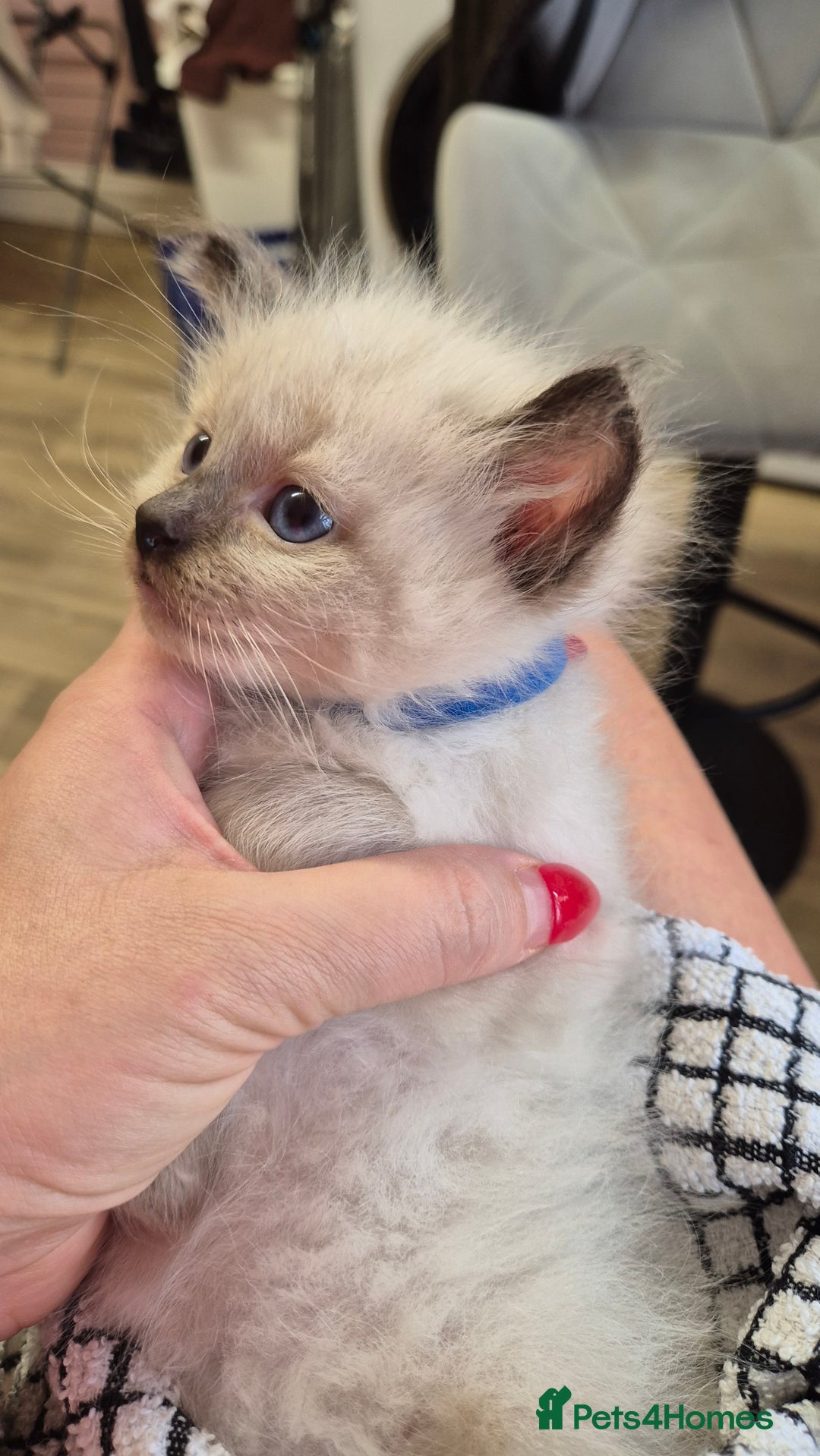 Ragdoll cats for sale: Beautiful Ragdolls Parents health tested 💖 - Image 22