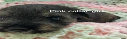 Schnoodle dogs for sale: F1 Toy Schnoodles  - Advert 8