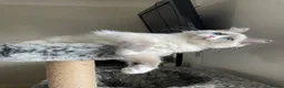 Ragdoll cats for sale: Spayed Female Ragdoll 1 Year Old in Wirral - Advert 8