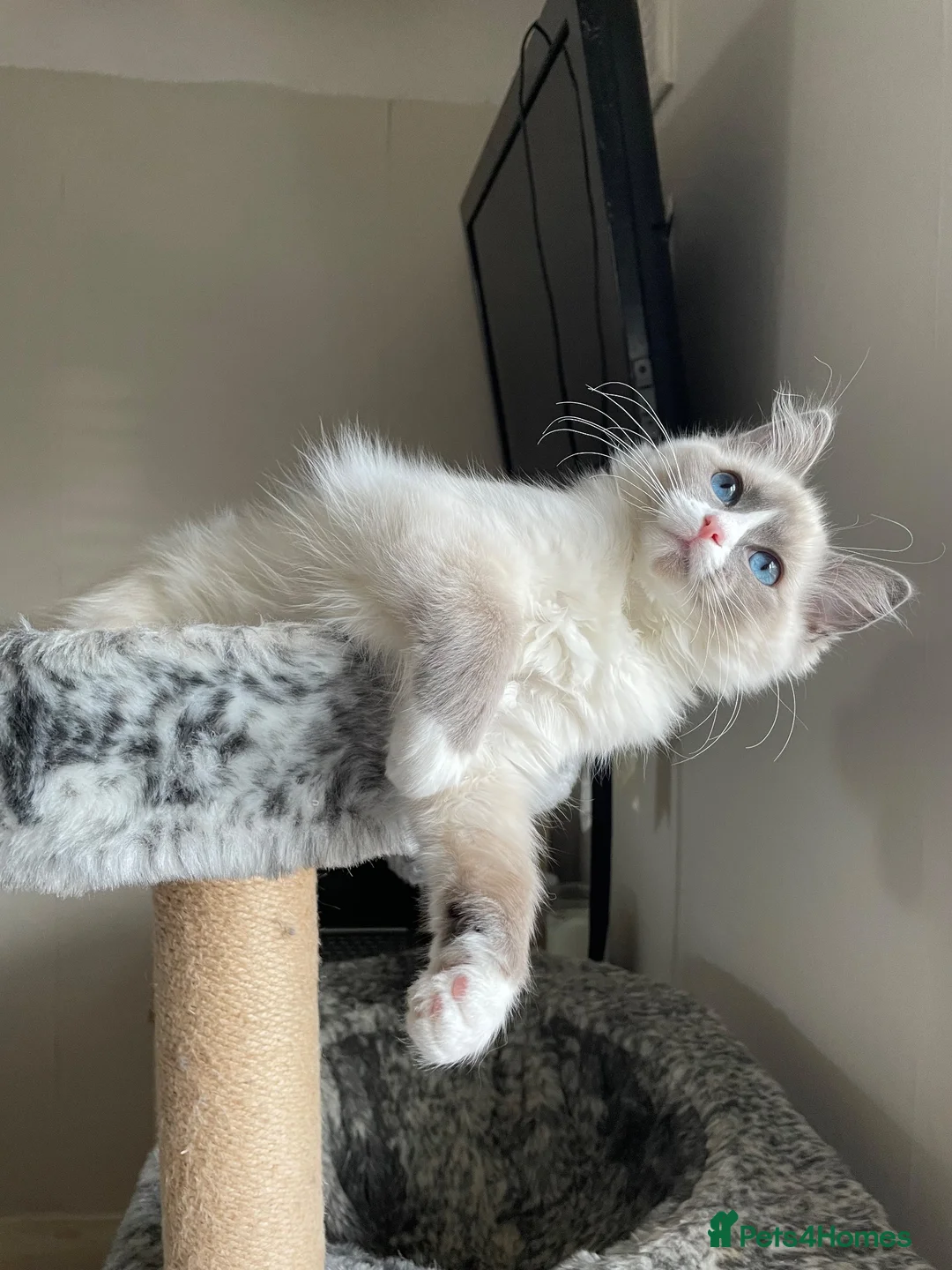 Ragdoll cats for sale: Spayed Female Ragdoll 1 Year Old in Wirral - Advert 8