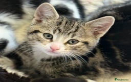 Domestic Shorthair cats for sale:  Beautiful Kittens Ready for Their Forever Homes.  - Image 7