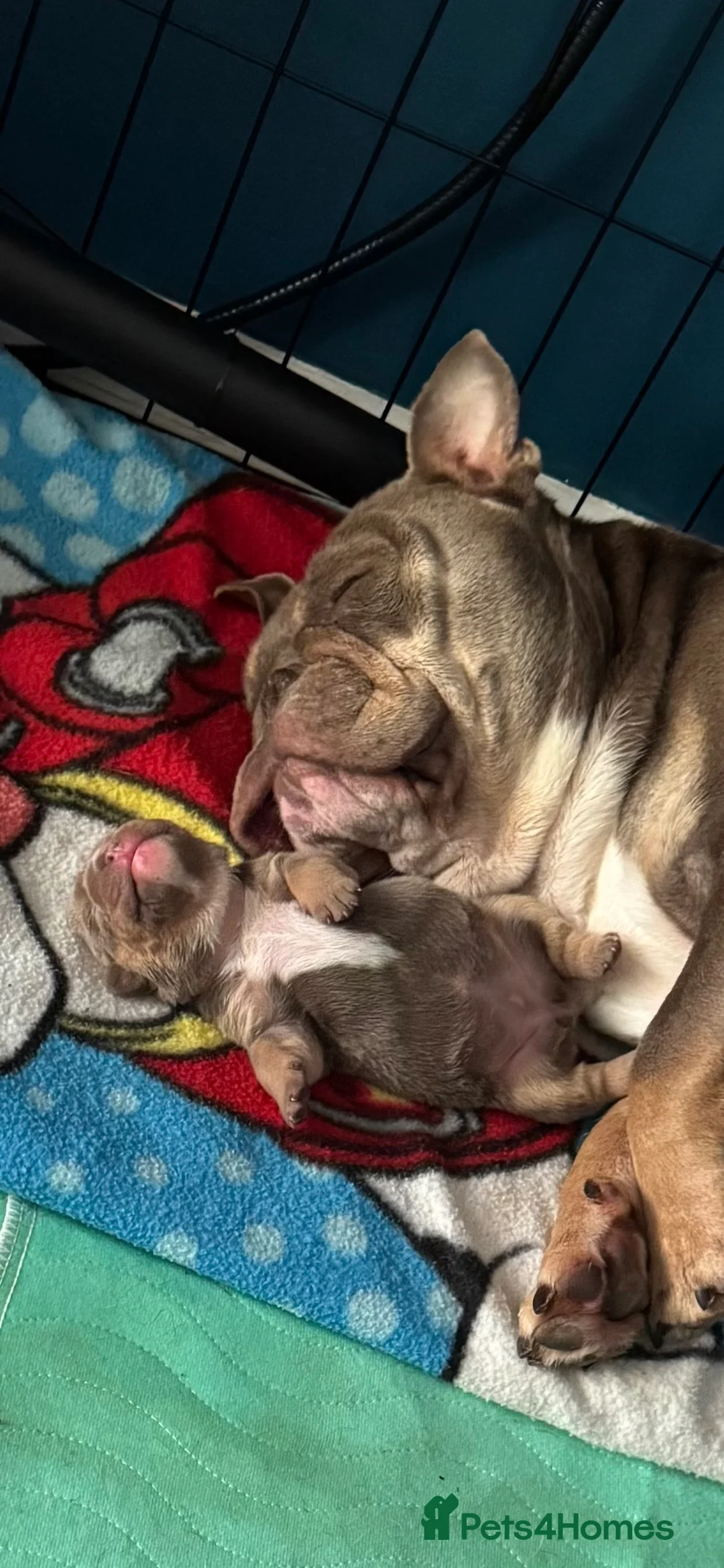 English Bulldog dogs for sale: Lilac English bulldog puppies in Crewe - Advert 2
