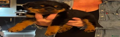 Rottweiler 2