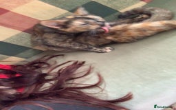 Mixed Breed cats for sale: Queen Delilah - Tortie female  - Image 4