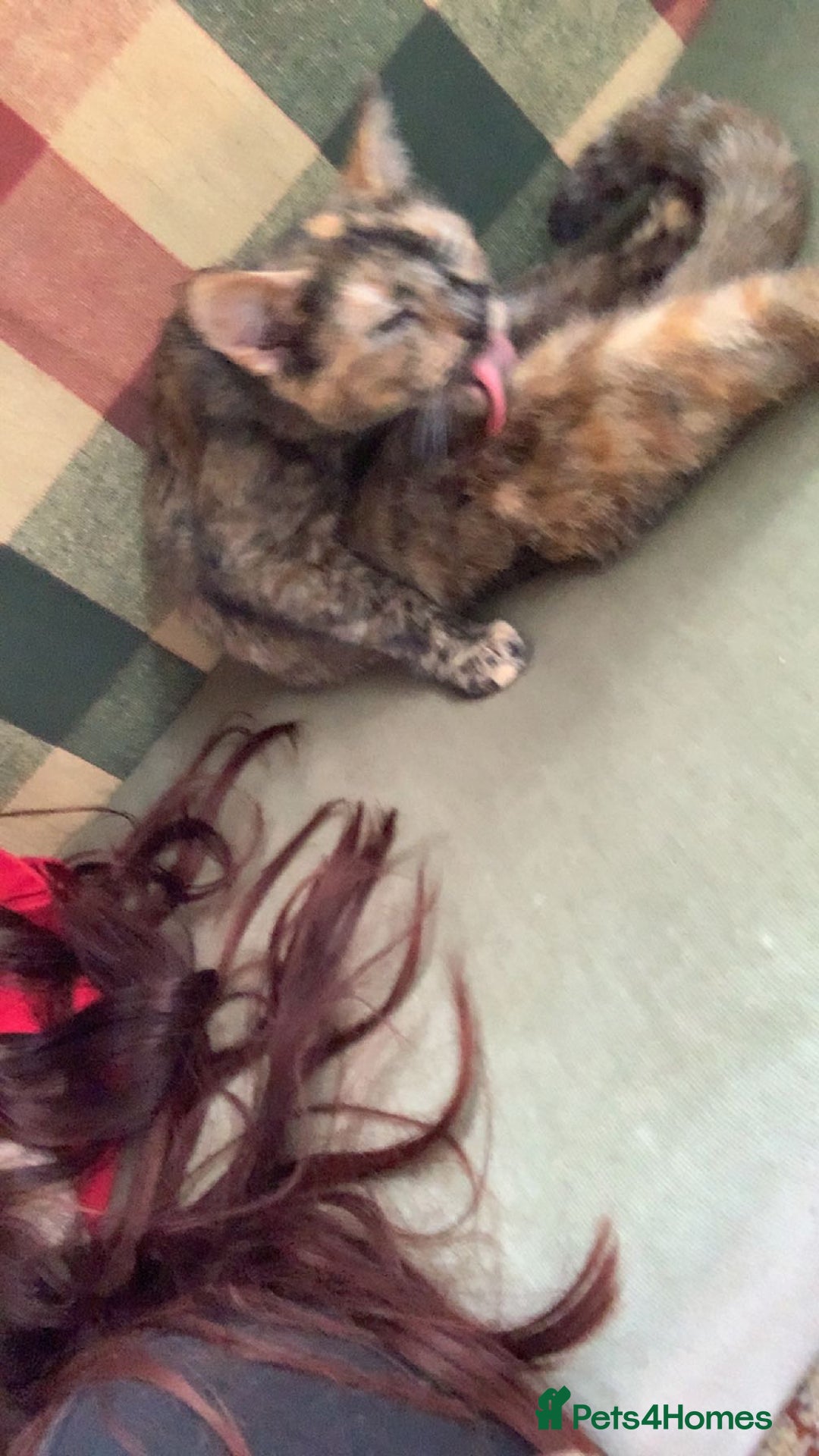 Mixed Breed cats for sale: Queen Delilah - Tortie female  - Image 4