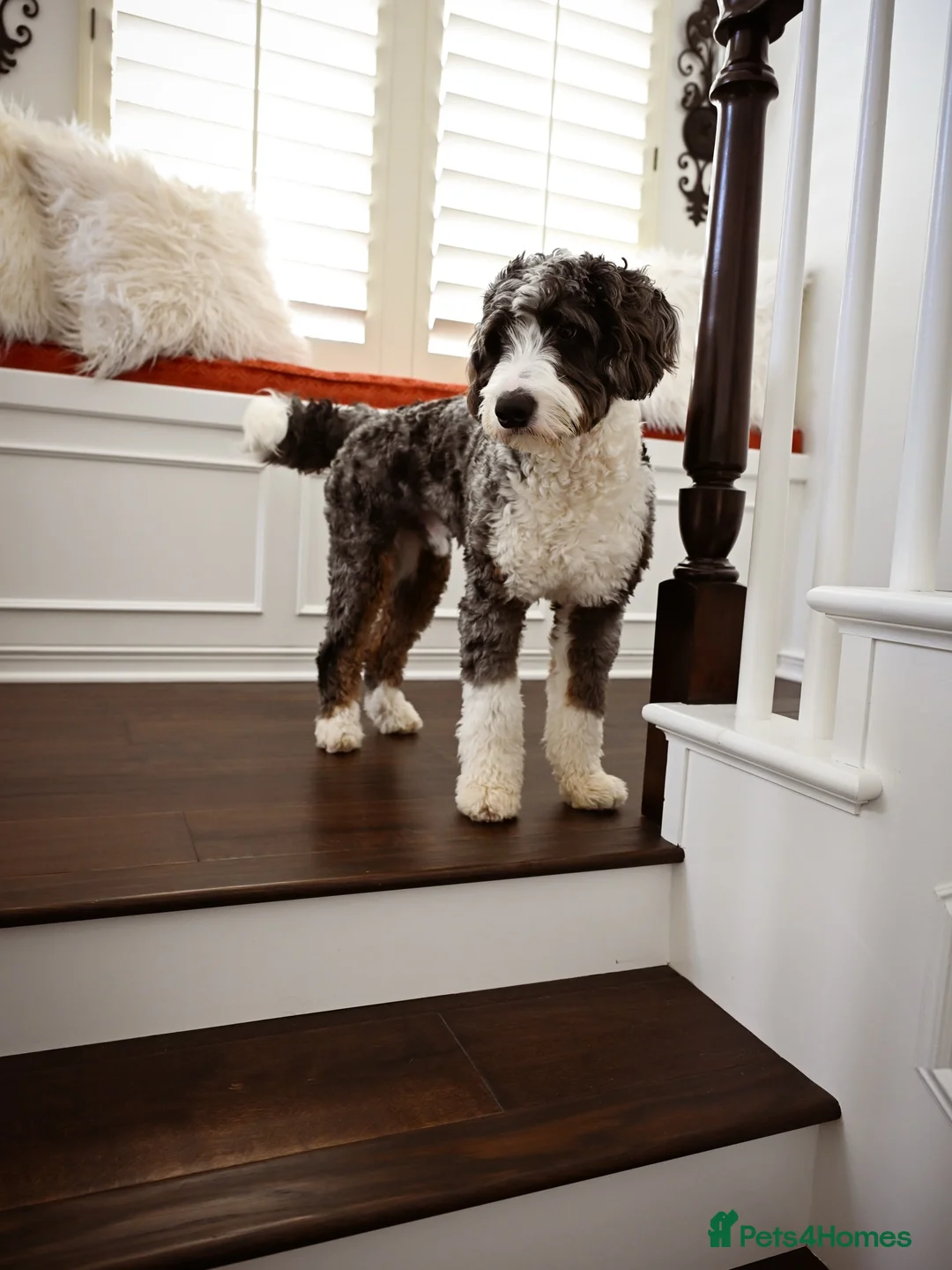 Bernedoodle dogs for sale: Cute Bernedoodle Boy For Rehome in Dundee - Advert 2