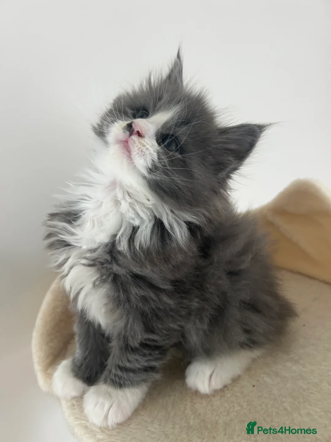 Maine Coon cats for sale: Find Your Purrfect Match! - Advert 10