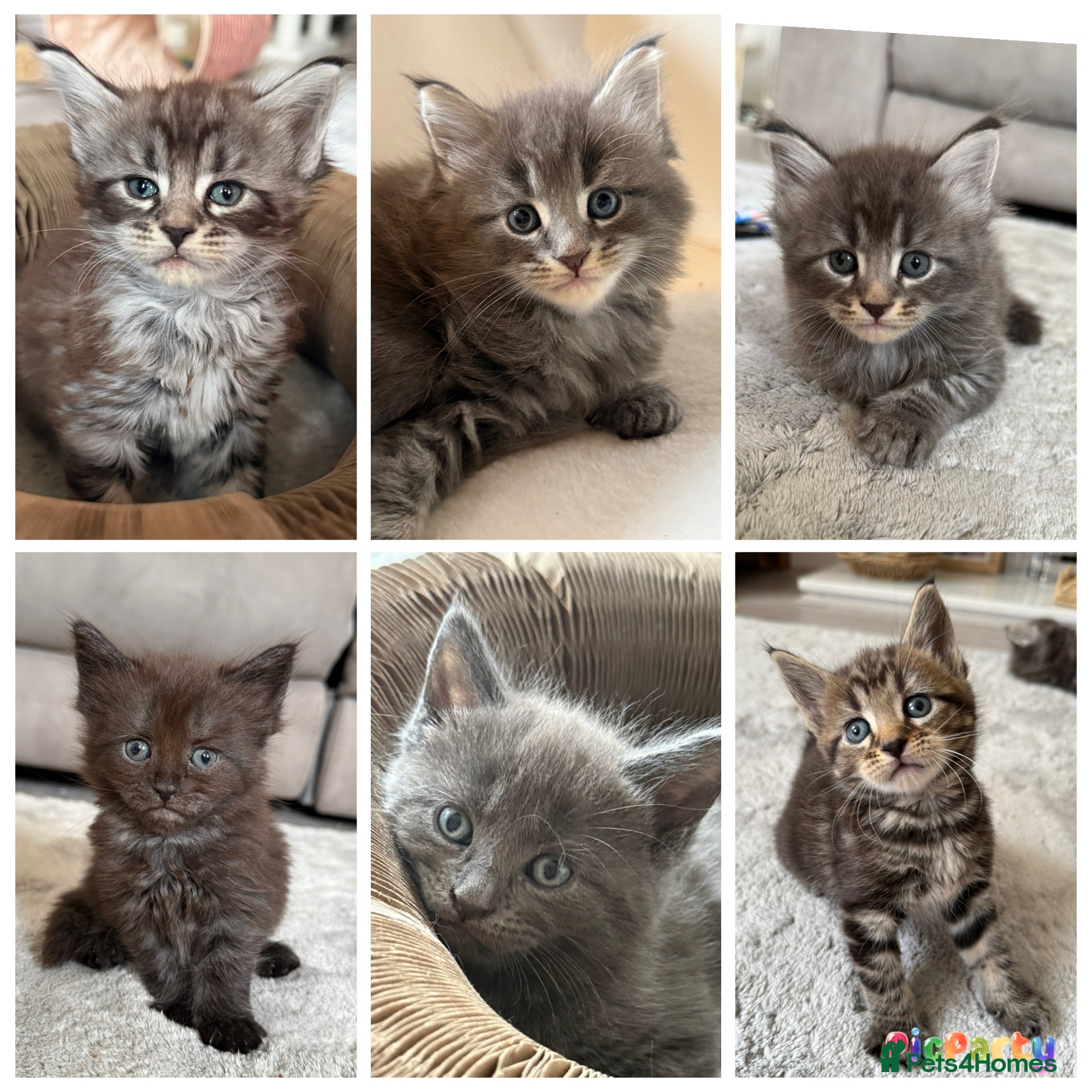 Maine Coon cats Beautiful 100% Maine Coon kittens - Advert 8