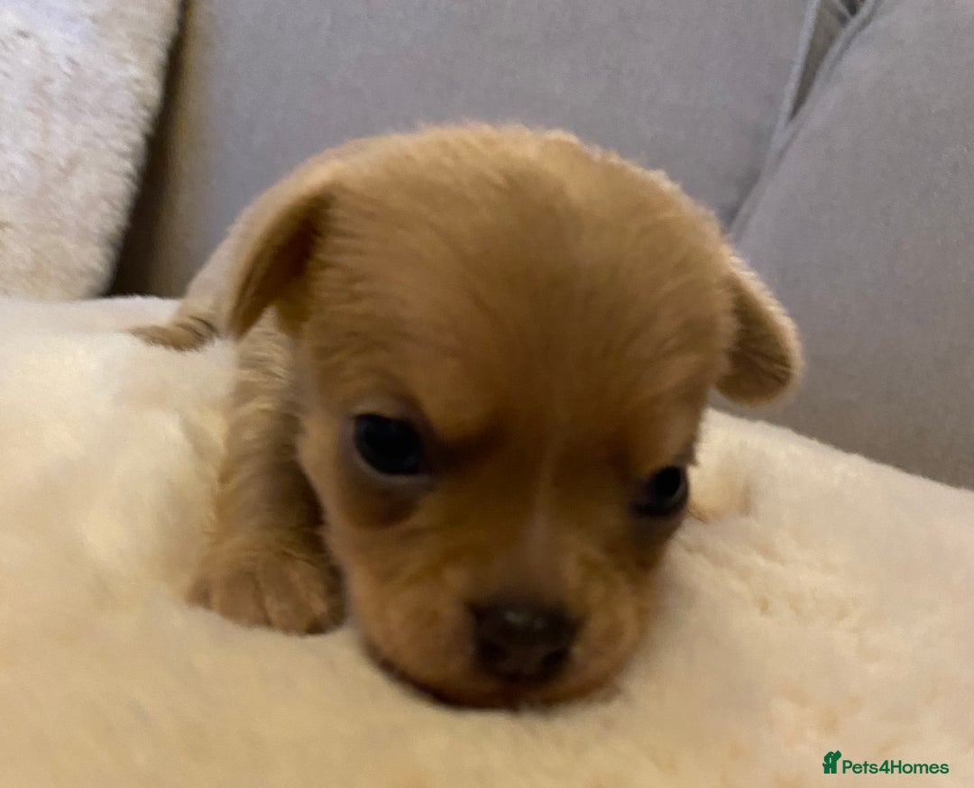 Chihuahua dogs for sale: Stunning Chihuahuas  - Advert 8