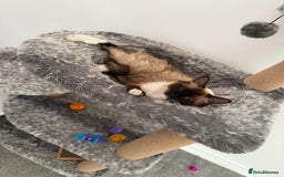Ragdoll cats for sale: Ragdoll  - Image 7