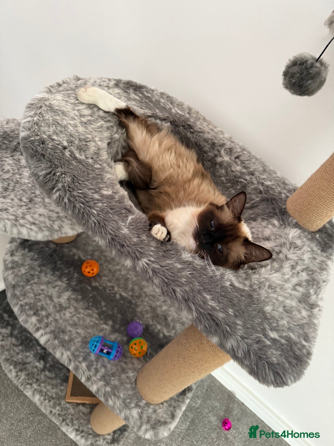 Ragdoll cats for sale: Ragdoll  - Image 7